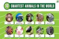 Unveiling The World's Dimmest: Discoveries In Animal Intelligence